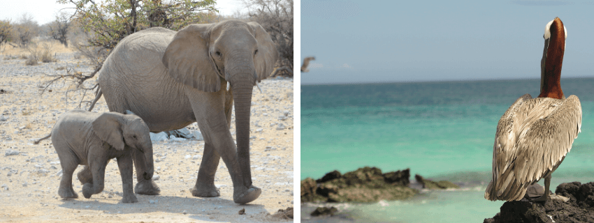 voyage famille namibie galapagos